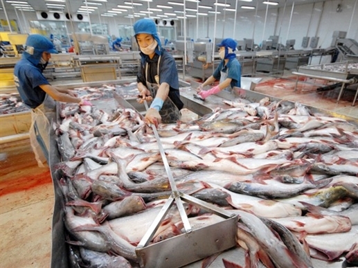 Chính phủ sửa đổi quy định nuôi, chế biến và xuất khẩu cá tra