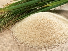 Nhật rót hàng triệu USD trồng lúa chất lượng cao tại Việt Nam