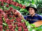 Các nhà rang xay thế giới cảnh báo cà phê Việt Nam