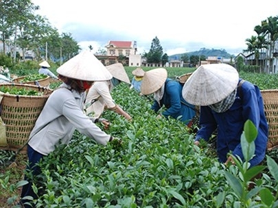 Đài Loan ‘dội gáo nước lạnh’, thị trường trà Việt lao đao