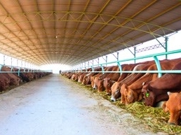 HNG lãi 987 tỷ đồng sau 9 tháng, bò chiếm 75% doanh thu