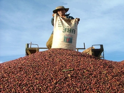 Việt Nam có thể mất ngôi á quân xuất khẩu cà phê
