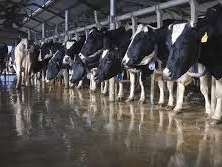 Ngành sữa Việt đang làm gì để thích ứng với TPP?