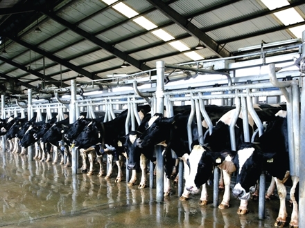 Ngành sữa thời TPP: Liệu doanh nghiệp nội có đủ lực?