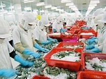 VASEP: EU sẽ tăng nhập khẩu tôm đầu năm nay