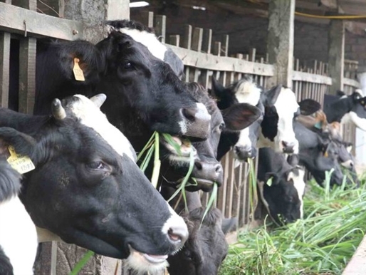 Vinamilk đồng ý mua toàn bộ sữa cho nông dân Củ Chi