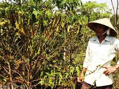 Khô hạn nhất 30 năm: Cà phê Tây Nguyên đang hóa củi