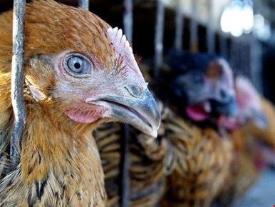 Lo gà thải, thịt ‘rác’… Trung Quốc tràn vào Việt Nam