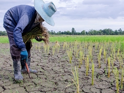 Đông Nam Á lo mất gạo vì El Nino