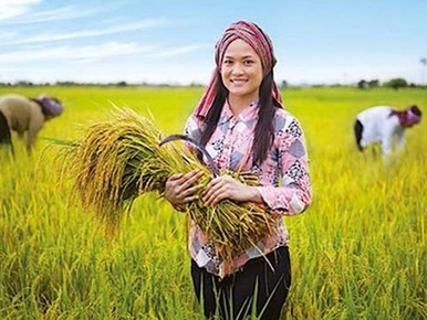Doanh nghiệp Việt sang Campuchia trồng lúa