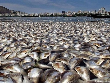 Báo động tình trạng cá chết hàng loạt khắp nơi trên thế giới