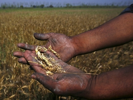 Căn bệnh bí ẩn của lúa mì có thể gây ảnh hưởng thế nào tới Việt Nam?