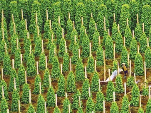 Hoàng Anh Gia Lai lại bị thu hồi dự án trồng tiêu 50 ha