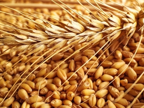 Pháp lần đầu xuất khẩu lúa mì sang Việt Nam sau 25 năm