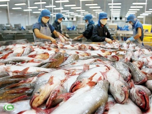 Brazil tăng nhập cá tra Việt Nam