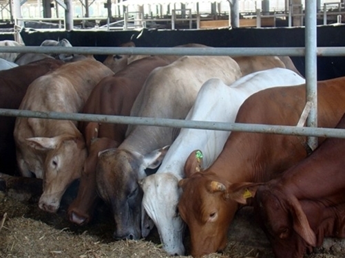 Hòa Phát đang đầu tư nuôi bò Úc ra sao?