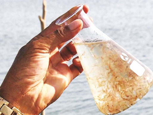 Artemia: Từ đồng muối ra cảng biển