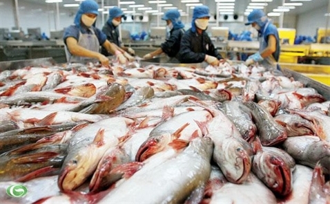 Giá cá tra vào Mỹ cao nhất 2 năm