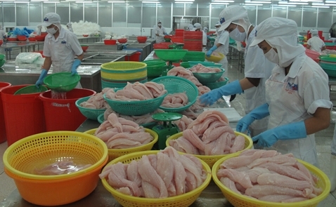 Một công ty Việt Nam bị Brazil từ chối nhập khẩu cá tra