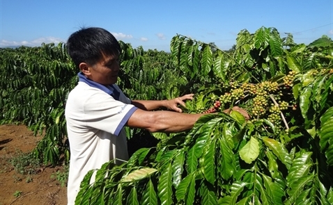 Xuất khẩu cà phê chế biến có thể đạt khoảng 350 triệu USD