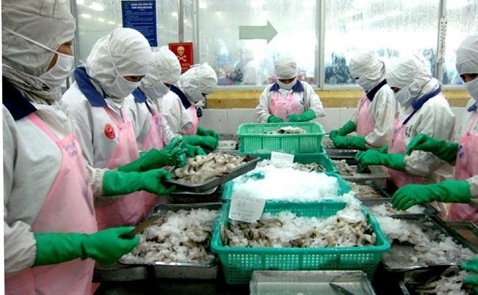 Úc nới lỏng lệnh cấm nhập khẩu tôm
