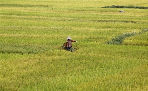 Bộ Nông nghiệp Mỹ hạ dự báo xuất khẩu gạo của Việt Nam