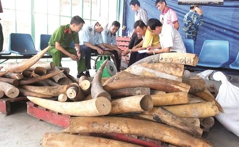 Việt Nam: Điểm nóng trên bản đồ ngà voi