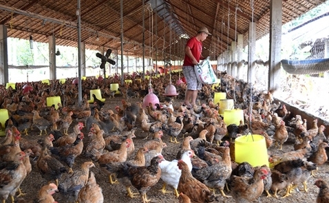 Việt Nam chuẩn bị xuất khẩu lô thịt gà đầu tiên sang Nhật