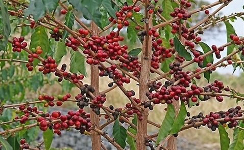 Nguồn cung cà phê thế giới sẽ thặng dư trong niên vụ 2018-2019