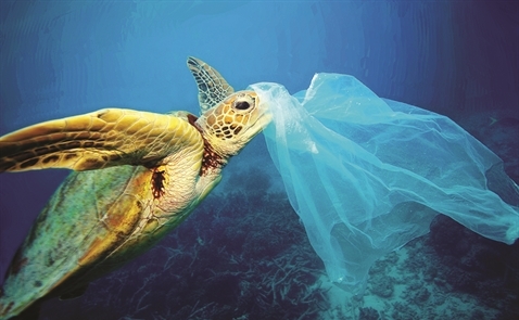 Nhựa phân hủy sinh học: Giải cứu đại dương