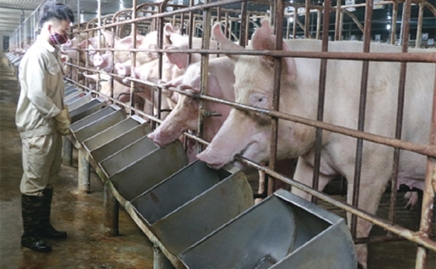 Xuất khẩu lô thịt heo đầu tiên sang Myanmar