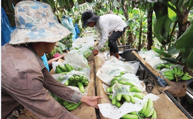 Trong  thị trường  nội địa kiểu mới