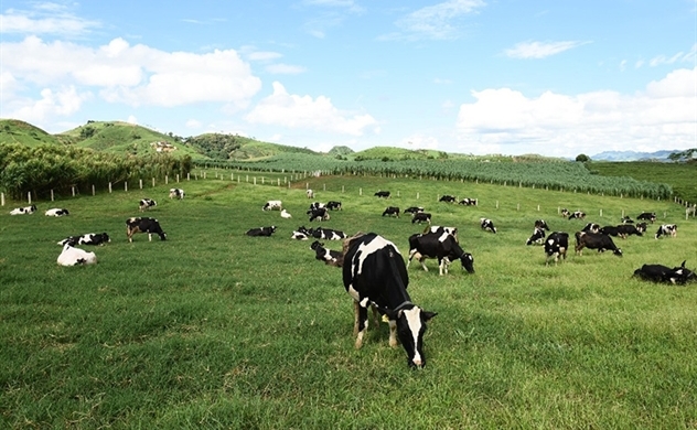 Sức bật doanh nghiệp ngành sữa từ chuỗi sản xuất khép kín
