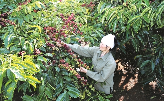 Cà phê Việt cần thân thiện môi trường