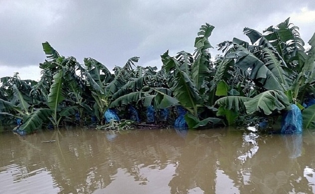 1.500 ha trái cây của HAGL Agrico tại Lào bị ngập lụt