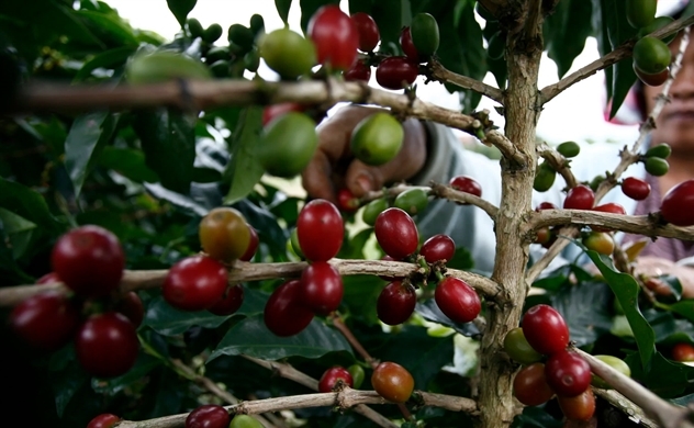 Cạnh tranh với Việt Nam, Brazil tăng sản lượng cà phê Robusta