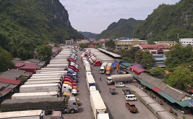Dragon fruits stuck at border as China implements tighter import regulations: VnExpress