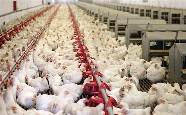 Vietnam ministry warns oversupply of chicken