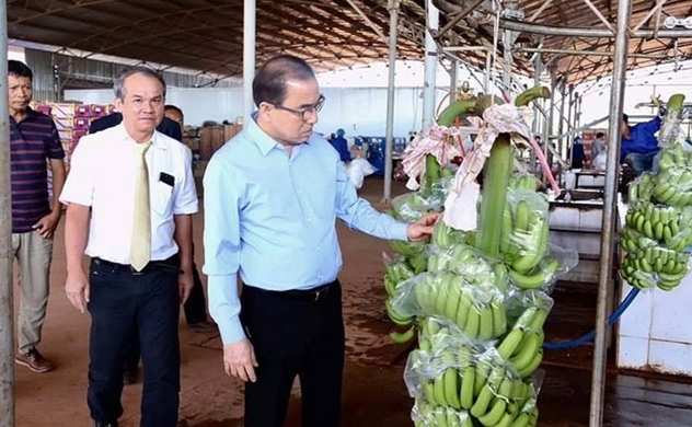Công ty nông nghiệp của bầu Đức xuất khẩu chuối trồng tại Campuchia sang Trung Quốc