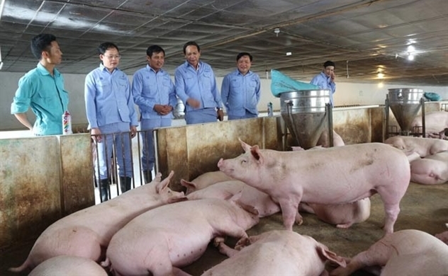 Swine fever pushes meat producer Dabaco to record quarterly profits