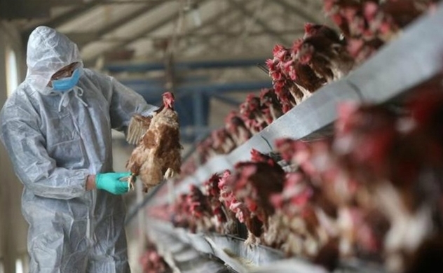 Vietnam culls tens of thousands birds to contain H5N6 outbreak