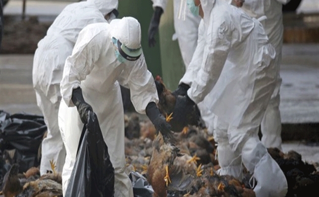 Vietnam culls 137,000 birds to contain avian influenza outbreaks