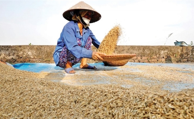Drought, coronavirus fears push Vietnam’s rice prices to over 1-year high