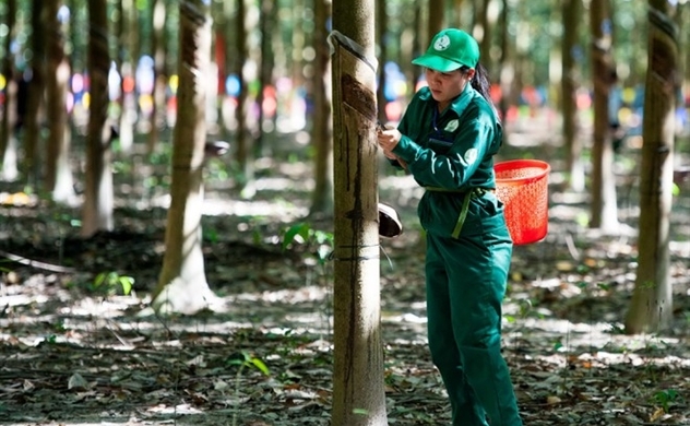 Vietnam rubber producer’s market capitalization shrinks $67.5mln on first trading day