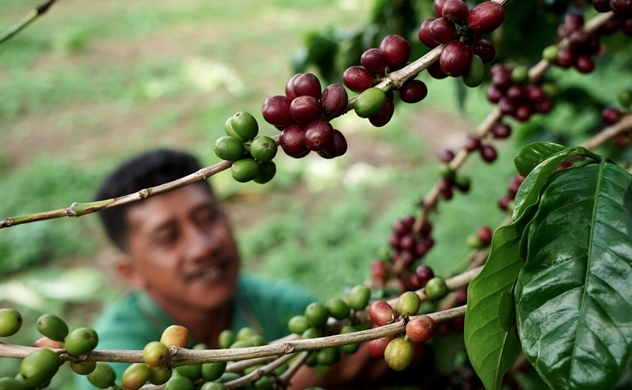 Giá cà phê tăng đột biến do nhiều quốc gia tăng tích trữ trong dịch COVID-19
