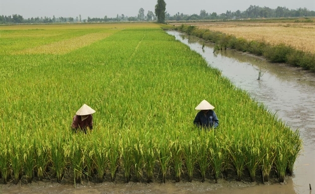 Vietnam’s Rice Exports Ready to Flow Again as Premier Ends Curbs