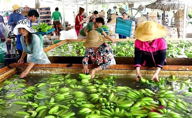 Vietnam’s agriculture sector gains trade surplus of $2.8bln in 4 months