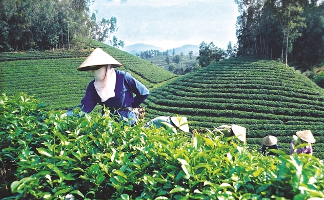 Trà Việt cam chịu xuất thô, chỉ chiếm chưa đầy 20% giá trị sản phẩm
