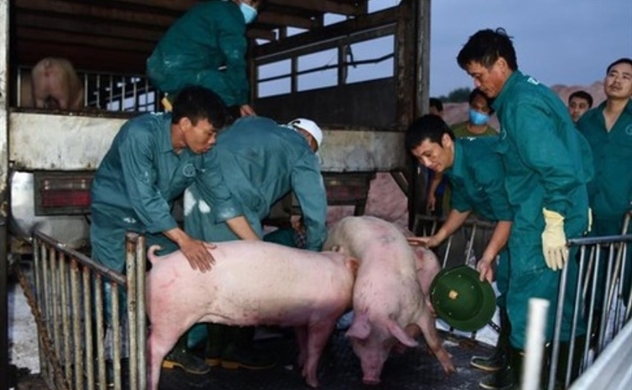 Thailand moves to reduce pork exports to Vietnam