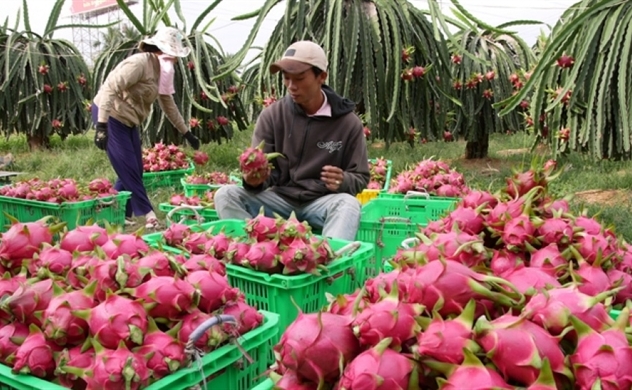 Vietnam bags $2bln from fruit and vegetable exports in first seven months